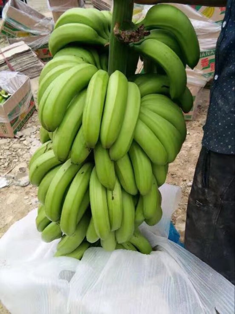 云南红河矮蕉七成熟