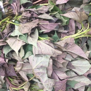 紫薯苗15~25cm