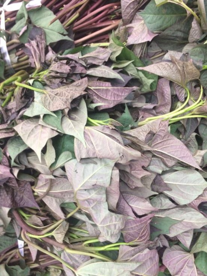 紫薯苗15~25cm