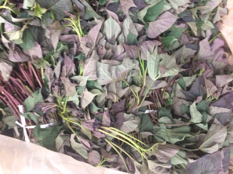 紫薯苗15~25cm