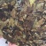 福鼎白茶二级