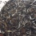 福鼎白茶一级