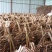 桶桂桂通玉桂肉桂西江桂东兴源头产地，自由工厂散装