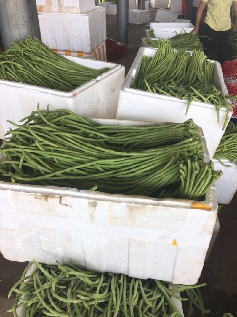 长豆角（新苗豇豆）广西合浦大量代收长豆角