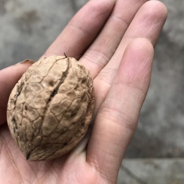 山核桃去皮干