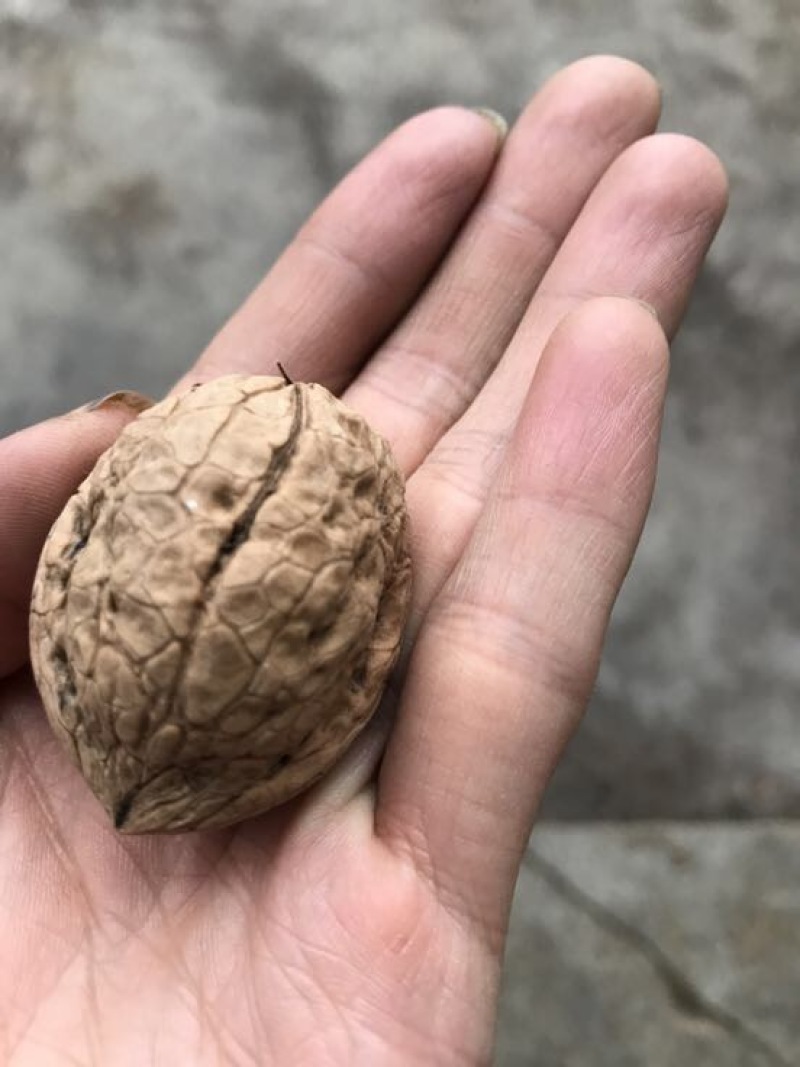 山核桃去皮干