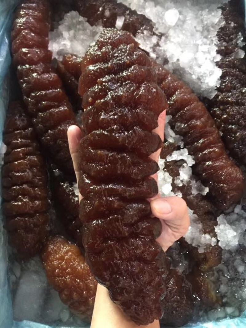海参食用淡干