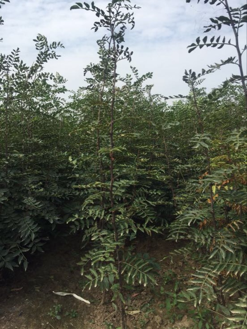 花椒苗80~110cm