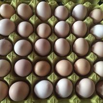 初生蛋13-15个一斤土鸡蛋山鸡蛋480枚装