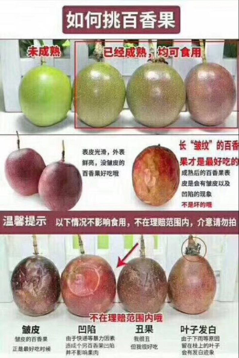 紫香一号70~80g紫果