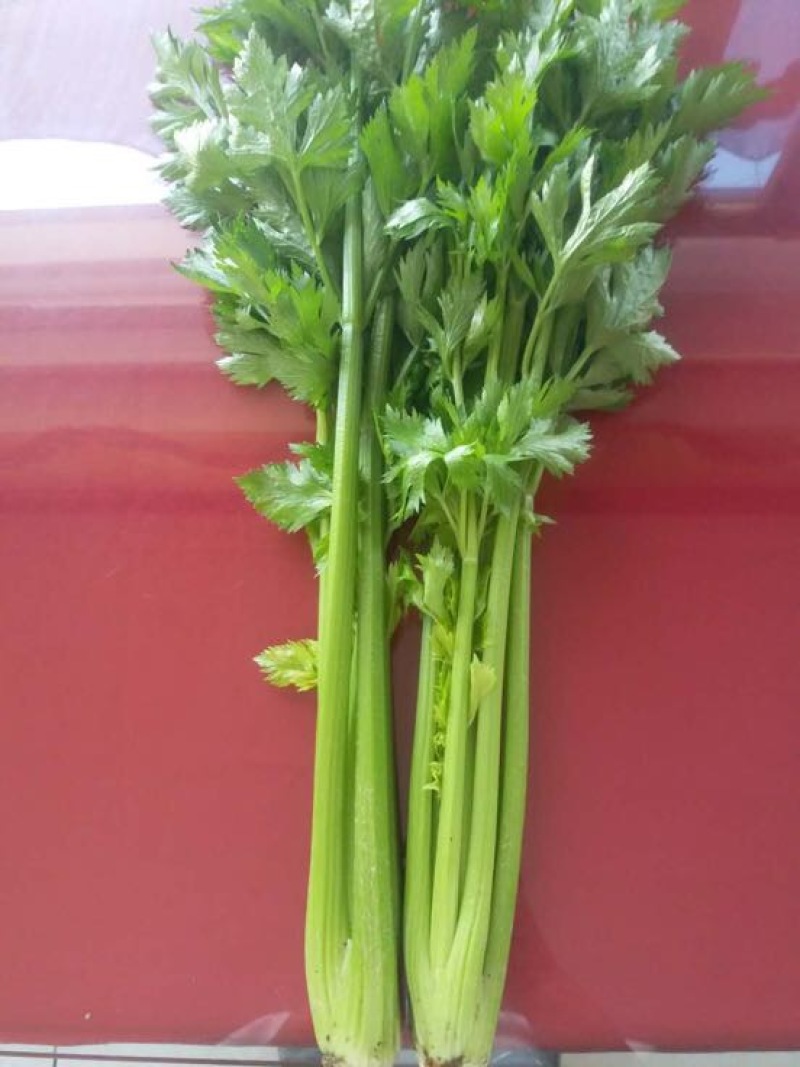 西芹55cm以上