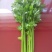 西芹55cm以上