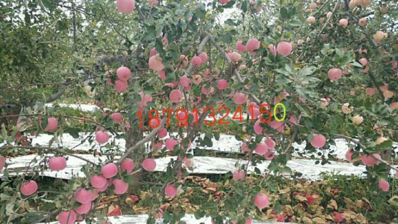 白水苹果70mm以上纸+膜袋