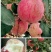 白水苹果70mm以上纸+膜袋
