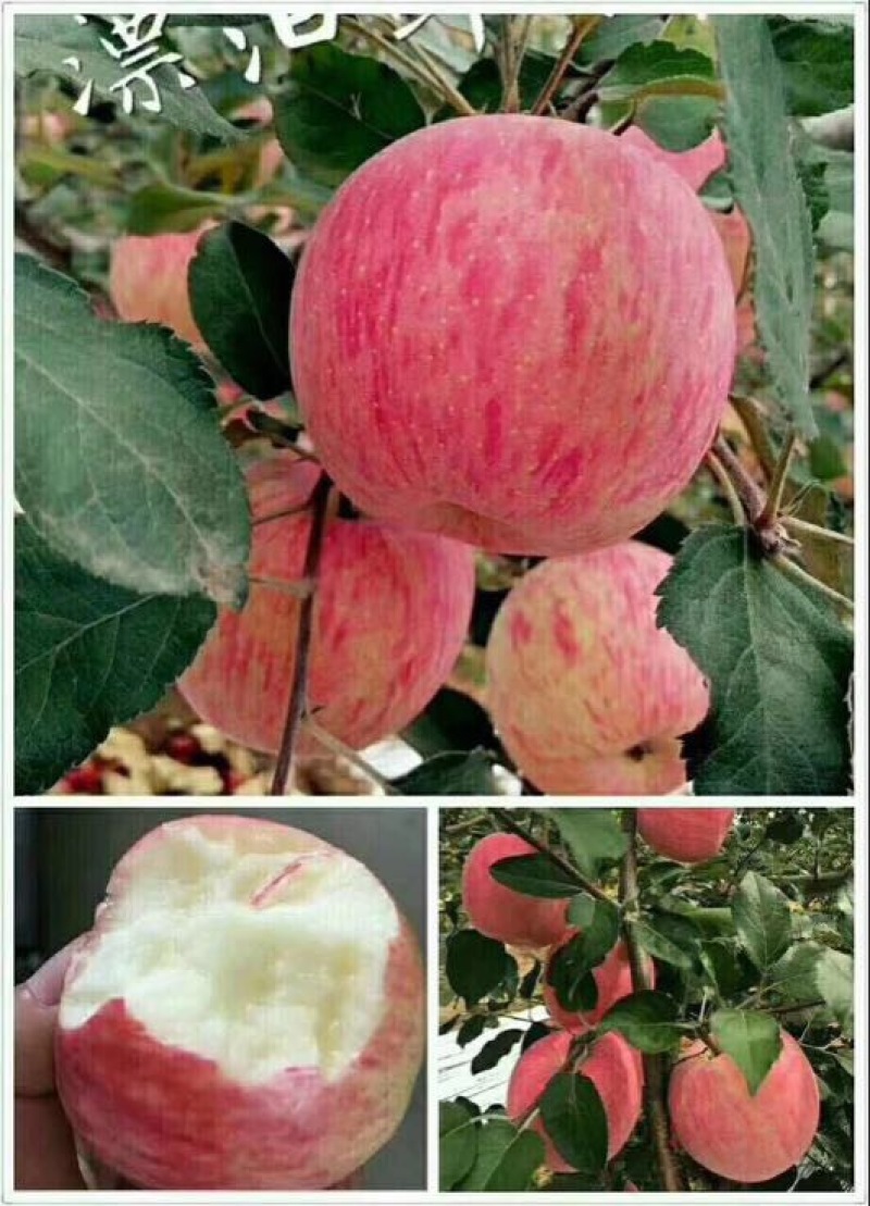 白水苹果70mm以上纸+膜袋