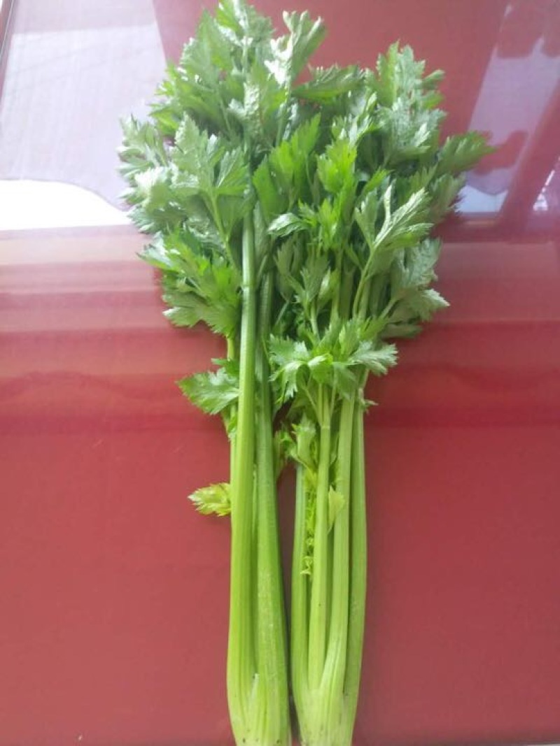 西芹55cm以上