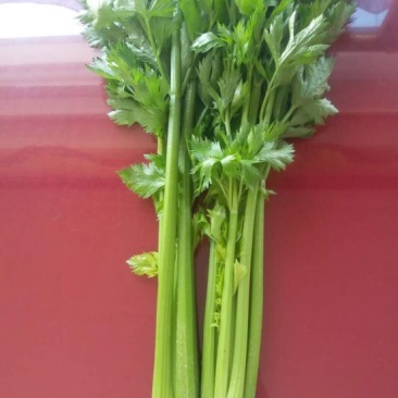 西芹55cm以上