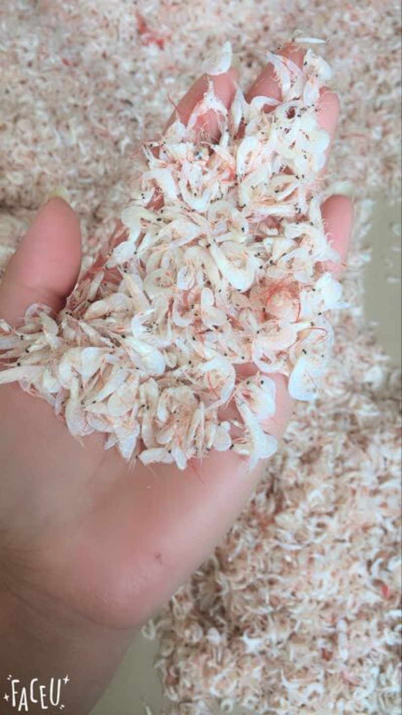 渤海湾虾皮渔民自晒有盐虾皮一件代发