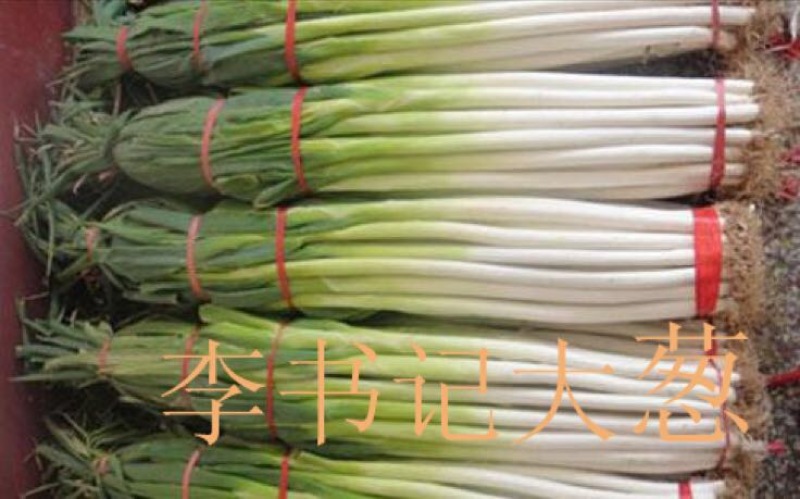 【推荐】干葱大葱钢葱毛葱产地直发货源充足产地直供