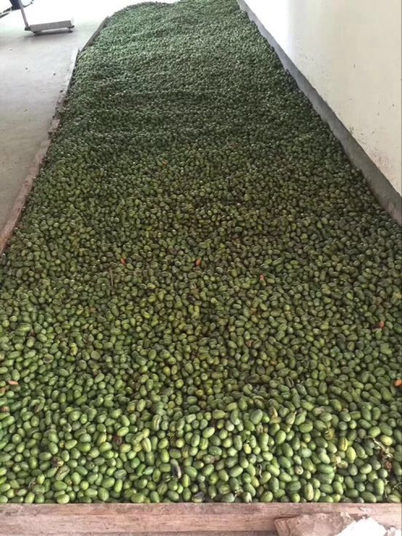 榧子