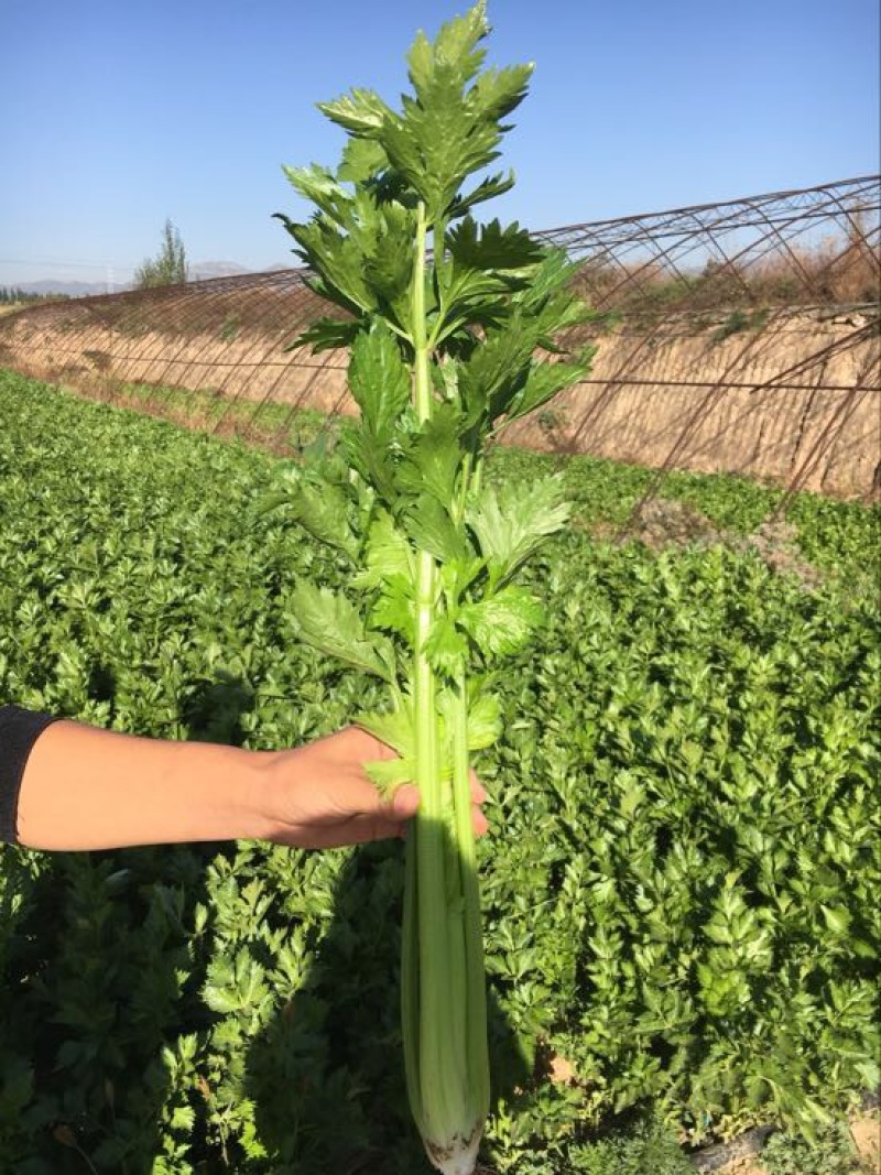 西芹55cm以上