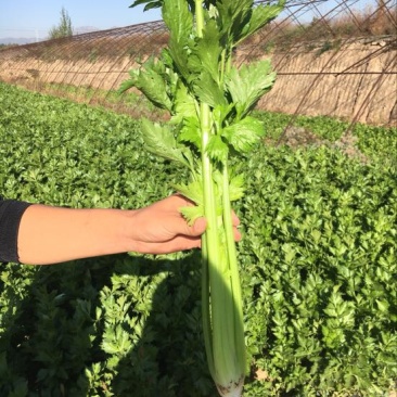 西芹55cm以上
