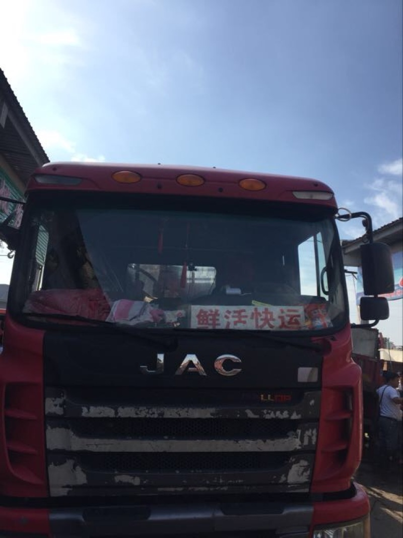 鲫鱼大小鱼苗