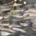 鲫鱼大小鱼苗