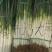 【推荐】干葱大葱钢葱毛葱产地直发货源充足产地直供