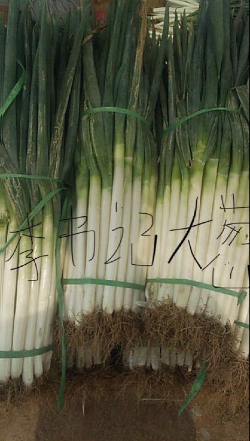 【推荐】干葱大葱钢葱毛葱产地直发货源充足产地直供