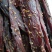 牛肉干牦牛肉鲜肉