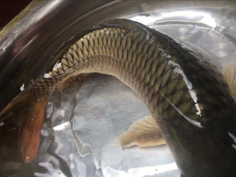 红鲤食用2~3公斤