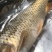 红鲤食用2~3公斤