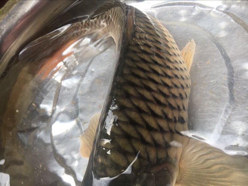 红鲤食用2~3公斤