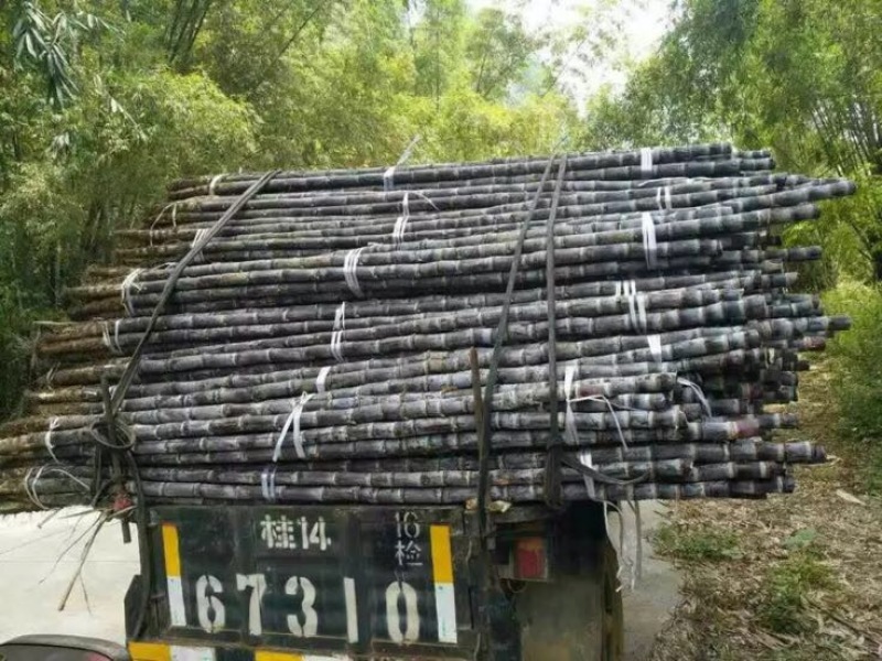 优质广西黑皮甘蔗大量上市万亩产地直销有便宜回程车
