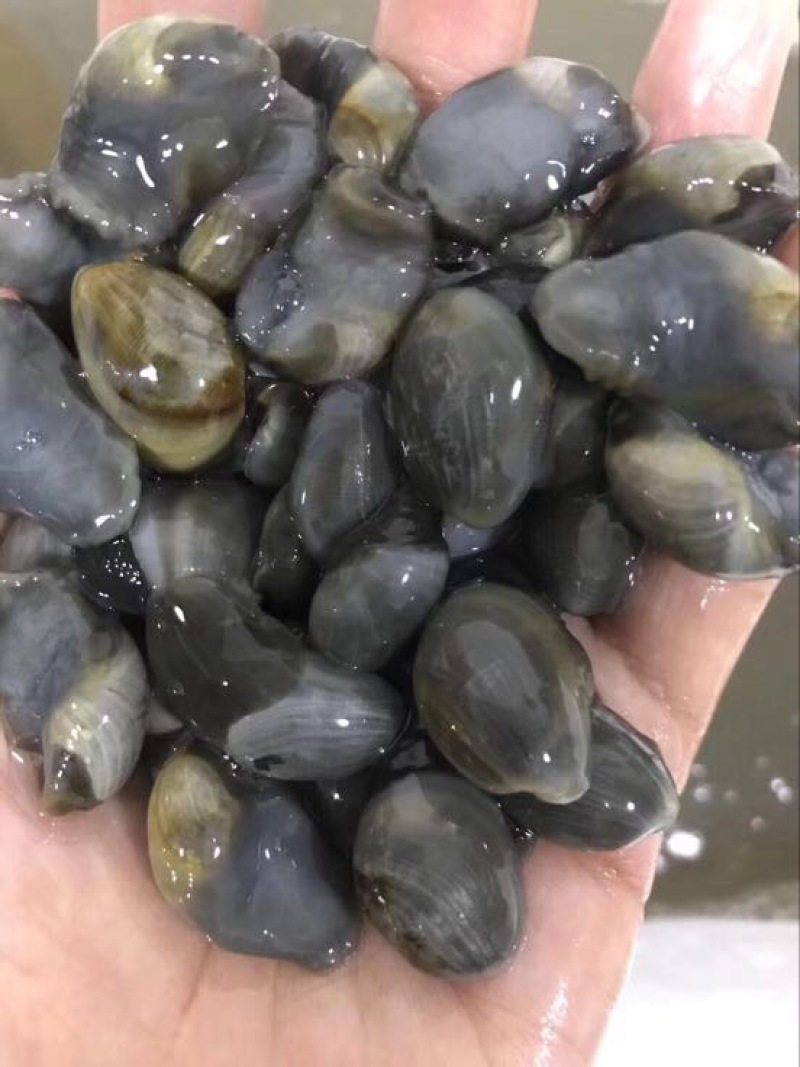 泥螺