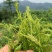 野生藤茶