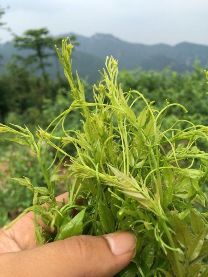 野生藤茶