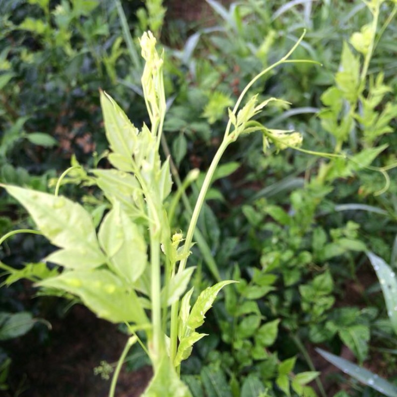 野生藤茶