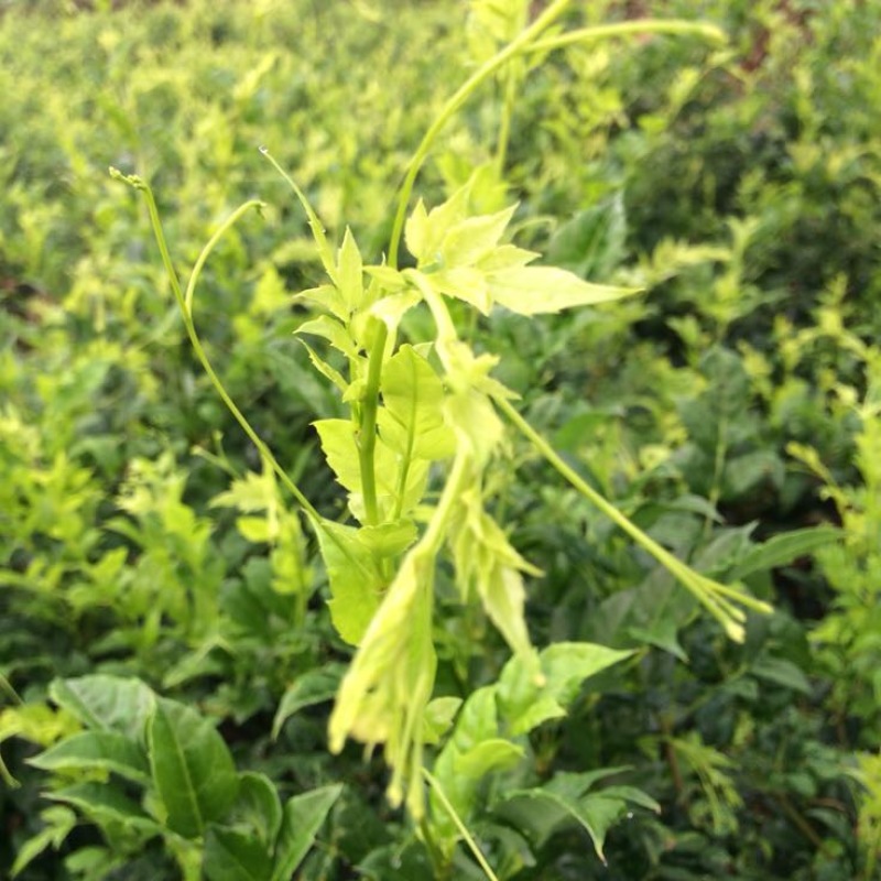 野生藤茶