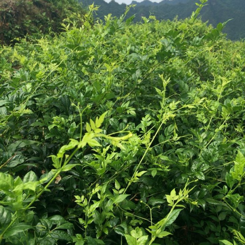 野生藤茶