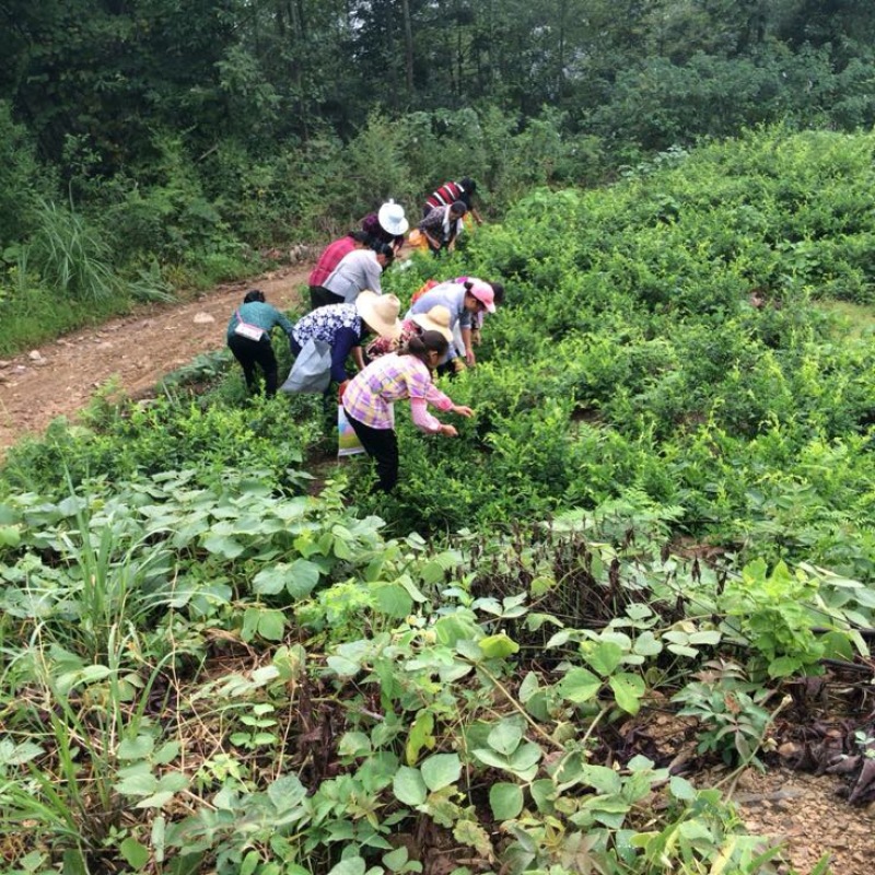 野生藤茶
