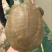 生态甲鱼1.5~2斤
