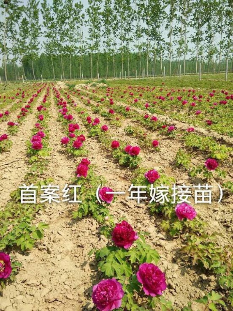 牡丹花苗1到5年生标准嫁接苗牡丹基地直销包活包开