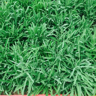 苦苣菜15~20厘米