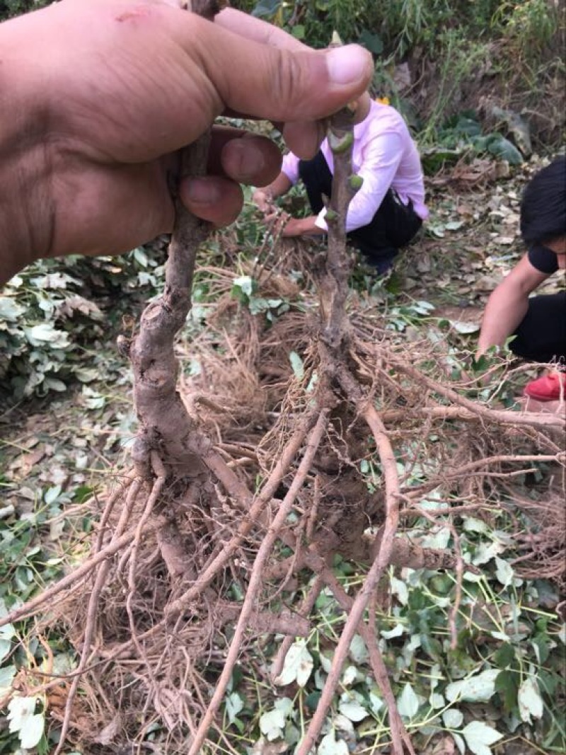 牡丹花苗1到5年生标准嫁接苗牡丹基地直销包活包开