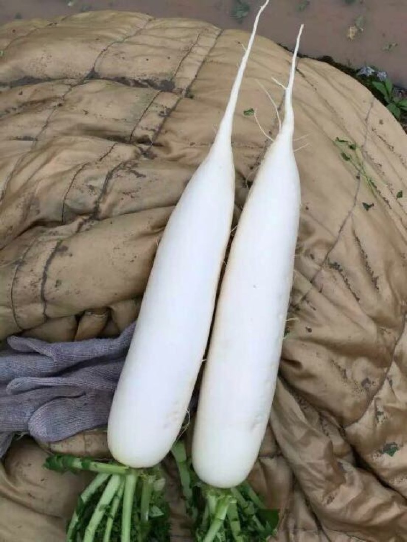 白萝卜