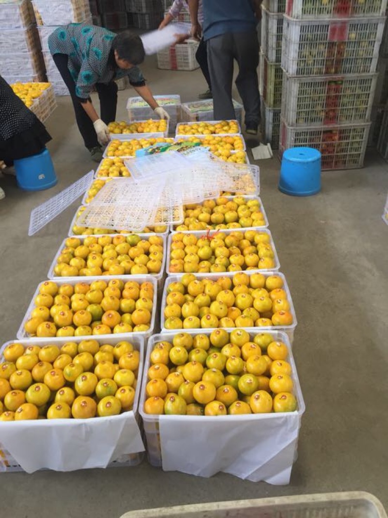 蜜橘柑桔出售自己的工厂无代办费