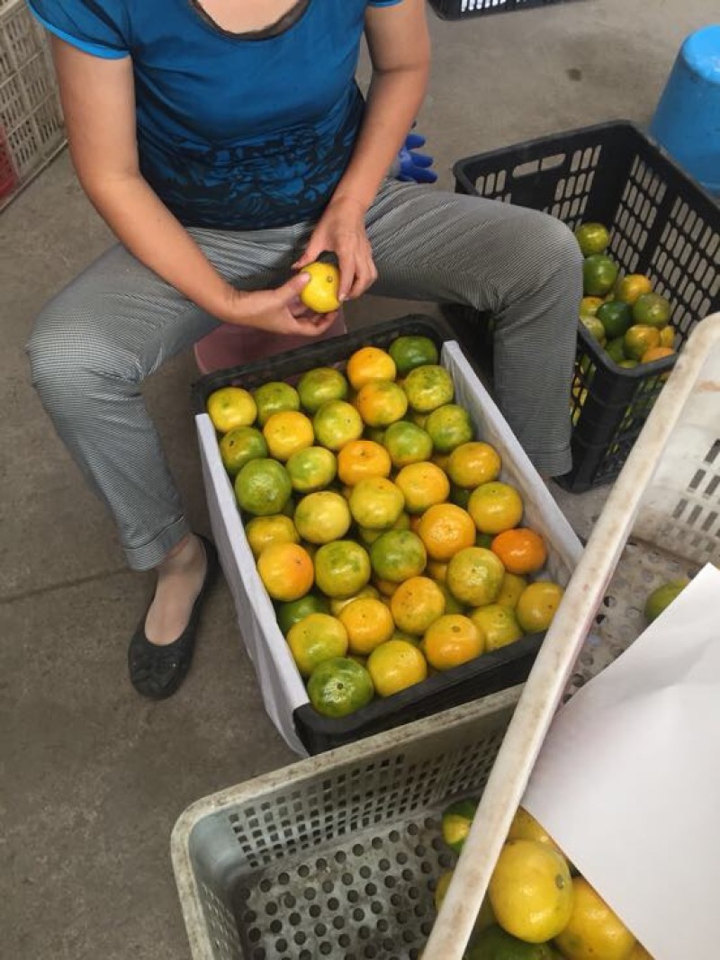 蜜橘柑桔出售自己的工厂无代办费