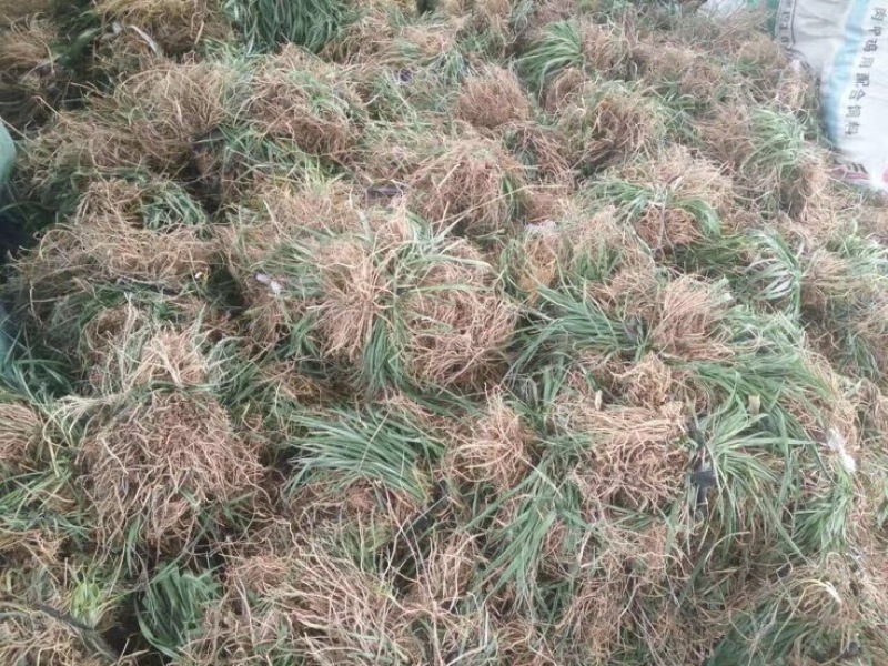 五年生黄花菜苗，包技术，